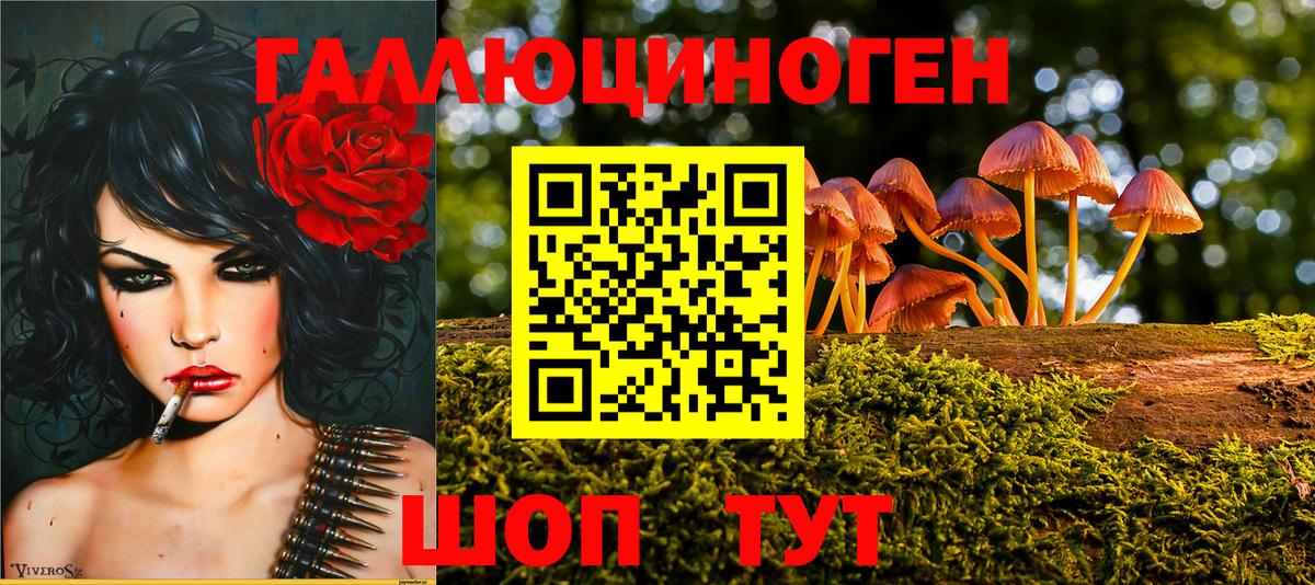 Псилоцибиновые грибы мухоморы  Псилоцибиновые грибы Psilocybe  где найти   Балашов 