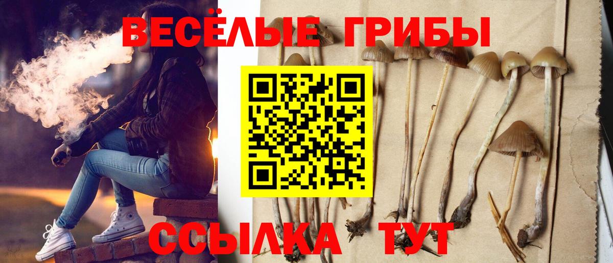 Галлюциногенные грибы Psilocybe Балашов