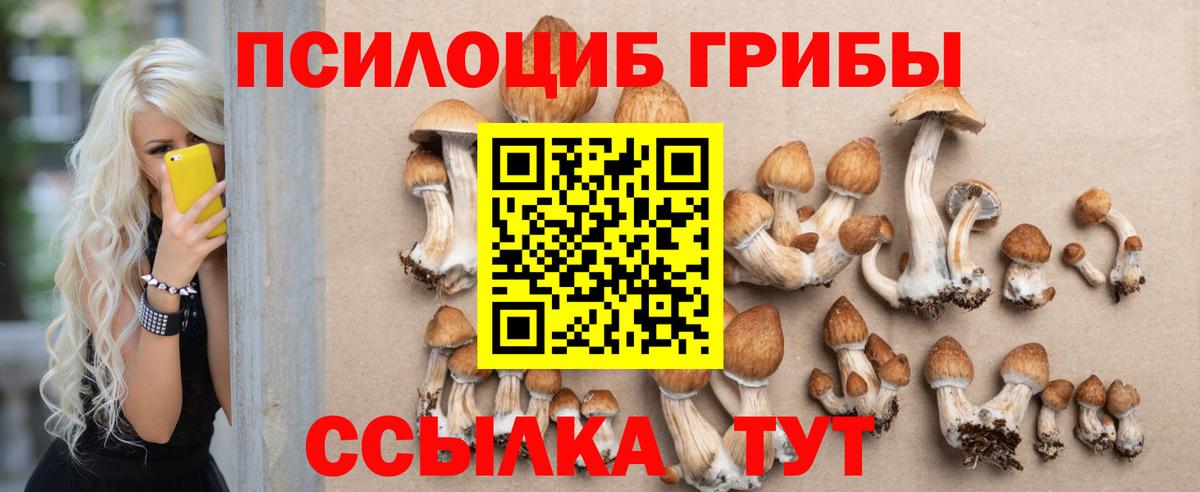 Галлюциногенные грибы Psilocybe Балашов